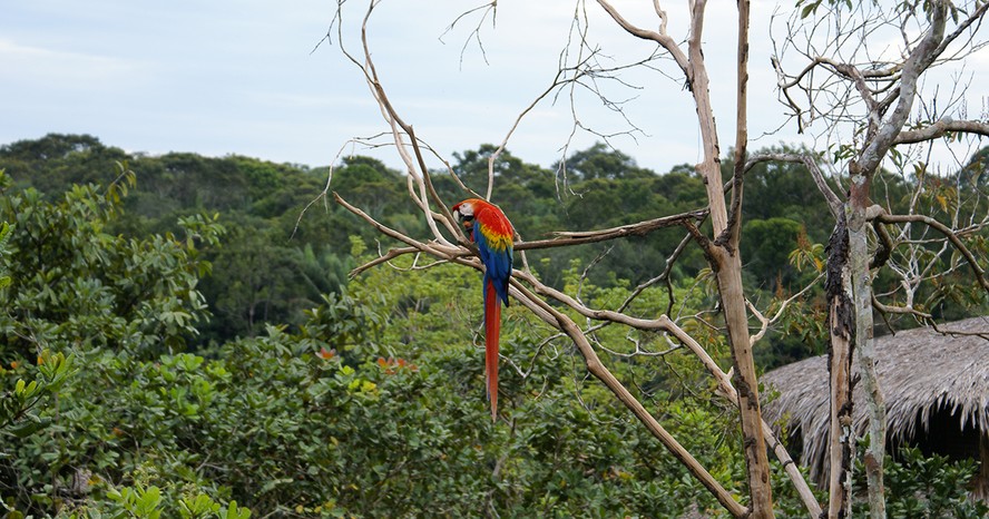 Arara fotografada em uma das reservas florestais de Manaus