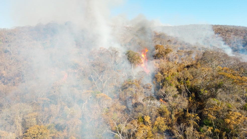 Fogo atinge mais de 15% do Pantanal em 2024 — Foto: Felipe Magno/ Um Só Planeta