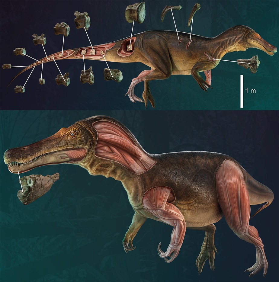 Descoberta uma nova espécie de dinossauro gigante na Península Ibérica