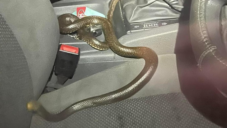 Carona perigosa: motorista teve sorte de um apanhador de cobras estar por perto.