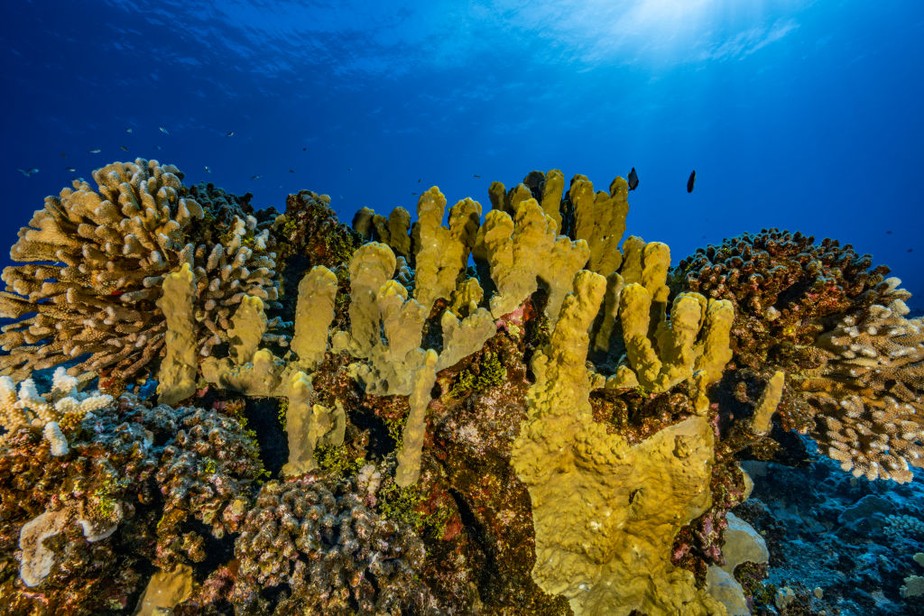 Cientistas detectam imenso branqueamento de corais no sudeste brasileiro -  ((o))eco