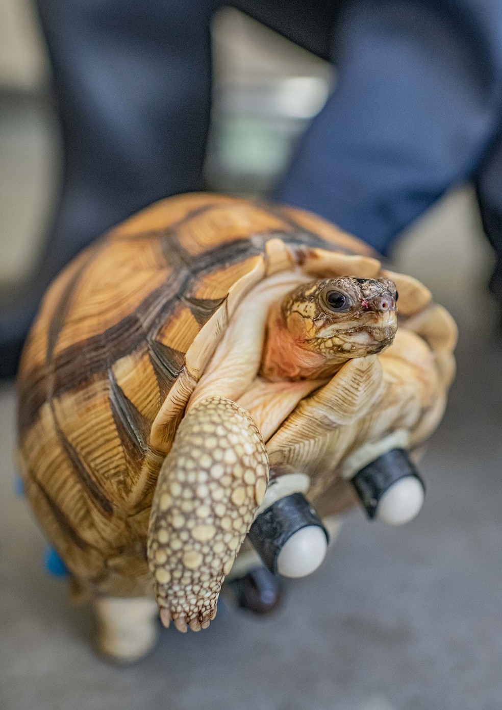Tartaruga "Hope" volta a andar com rodinhas e agora faz parte de um programa de reprodução em cativeiro — Foto: Zoológico Chester 