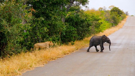 Encarou as feras: filhote de elefante faz leões mudarem de ideia em perseguição na África