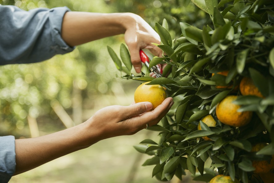 Biocarvão derivado de laranjas é sustentável e pode ajudar a ...