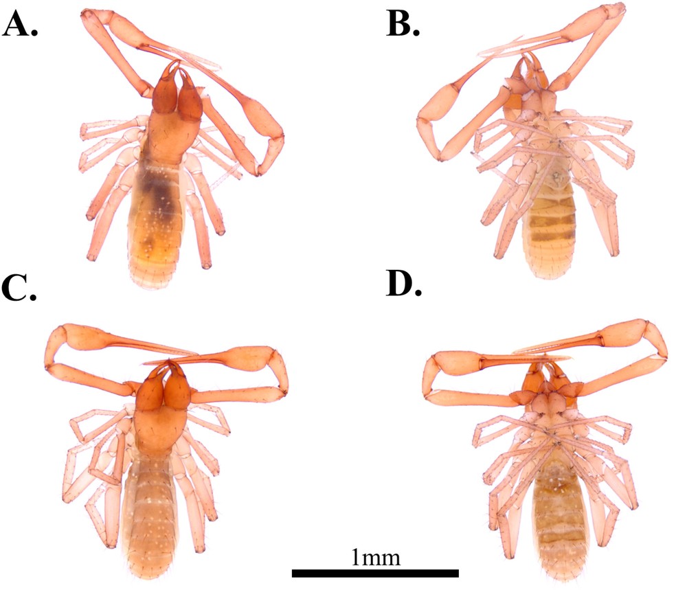 【極小象虫】Pseurapion brevirostreex.Apion Cientistas descobrem quatro espécies de pseudoescorpiões com