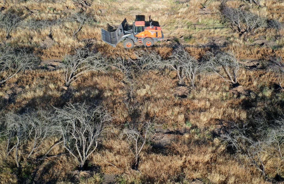 Seca histórica ameaça valiosas colheitas na Califórnia, maior produtora de amêndoas no mundo — Foto: Justin Sullivan / Getty Images