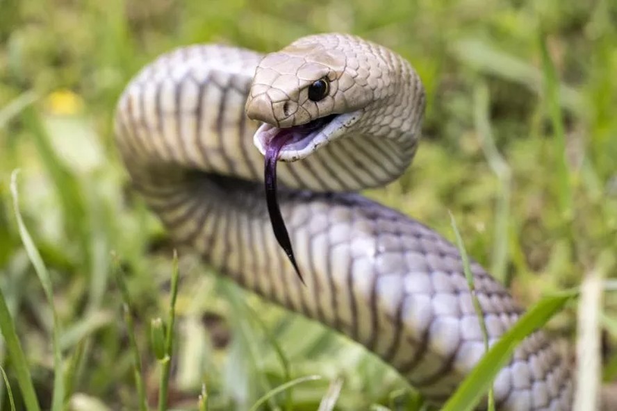 Em caso muito incomum de mordida de cobra, veneno faz efeito