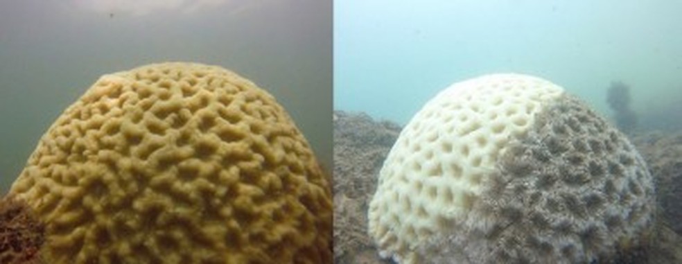 Algas marinhas como reguladoras do clima - Nova Época