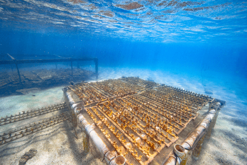 Camas de corais instaladas no fundo do mar pela Biofábrica de Corais. — Foto: Filipe Cadena/Fundação Grupo Boticário
