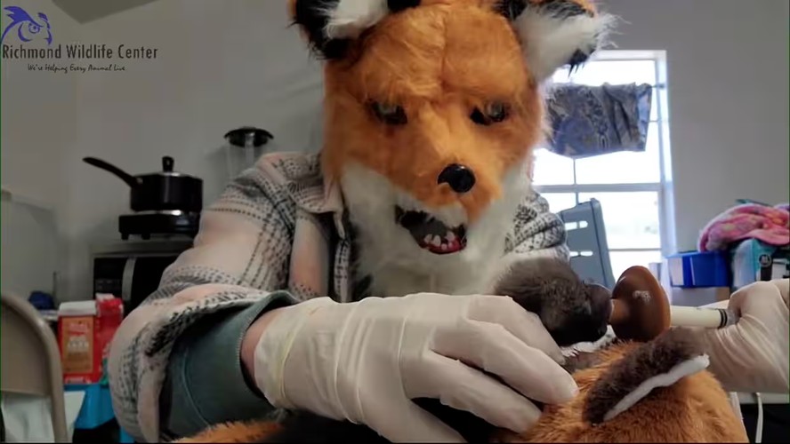 Funcionários de centro de vida selvagem dos EUA 'se passam' por raposas para cuidar de filhote recém-nascido