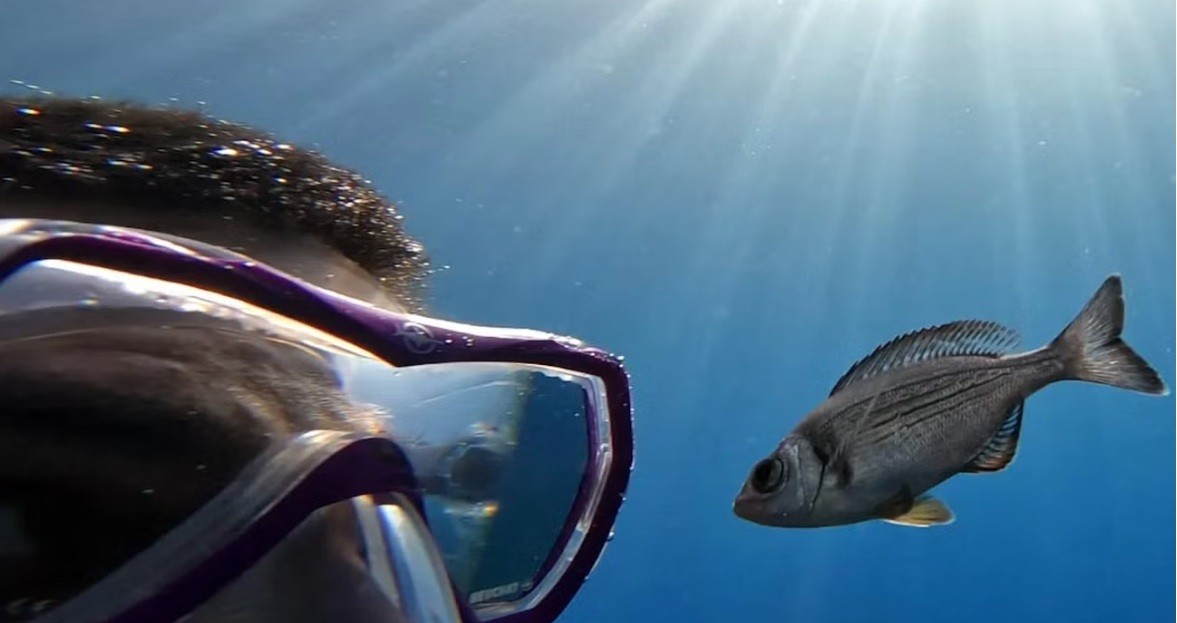 fish.jpg