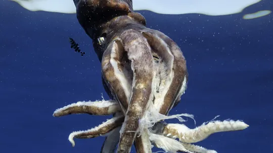 Vida oculta no fundo do oceano: cientistas encontram sinais de lula-gigante em cânions submarinos da Austrália