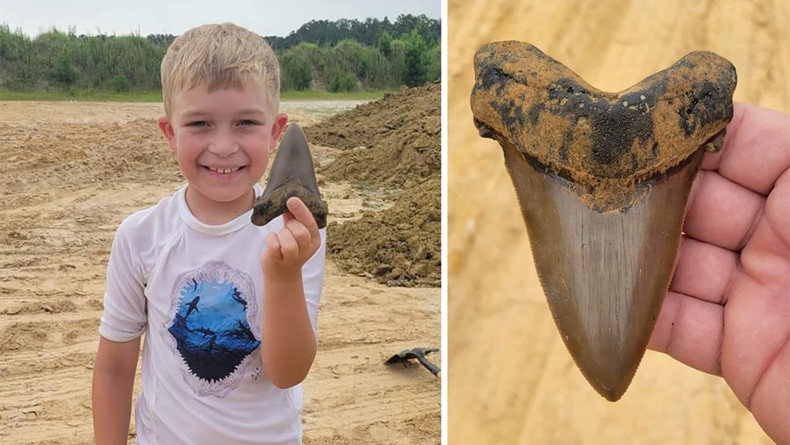 Riley Gracely, de 8 anos, encontrou um dente de tubarão fossilizado que se acredita ser da extinta angustidens, uma espécie pré-histórica de tubarão megadente. Ele encontrou o dente durante uma viagem de férias em agosto de 2022