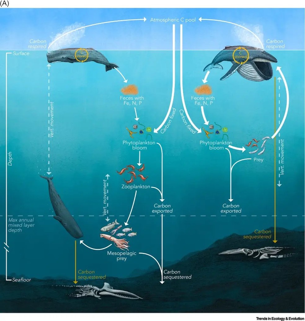 Gráfico ilustra ciclagem de nutrientes das fezes das baleias no oceano — Foto: Trends in Ecology e Evolution
