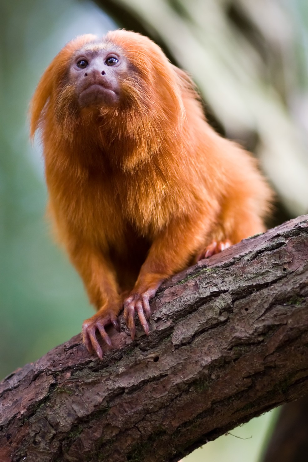 O mico-leão-dourado, endêmico da Mata Atlântica, é uma espécie que quase desapareceu por causa do desmatamento desenfreado no litoral brasileiro — Foto: Jeroen Kransen/Wikipedia