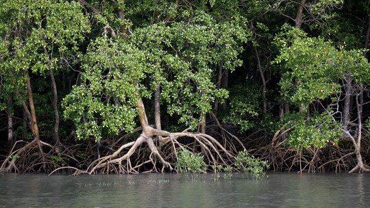 Fonte de alimento, proteção costeira e climática: mais da metade dos manguezais do mundo podem colapsar até 2050