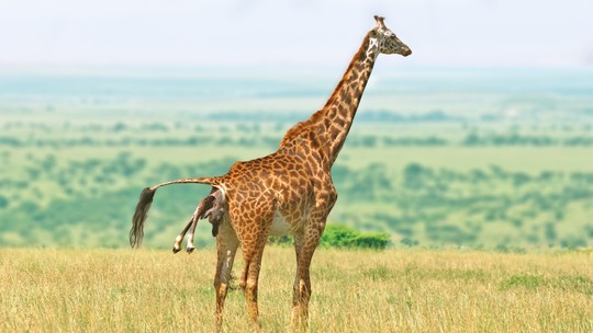 Girafa dá os primeiros passos 5 minutos após o nascimento; assista ao vídeo
