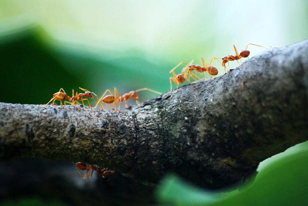 The worm “chooses” the time of day to turn ants into “zombies”;  Understanding |  Biodiversity