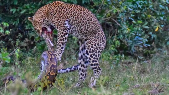 Cobra píton dá bote em leopardo na África; assista ao vídeo