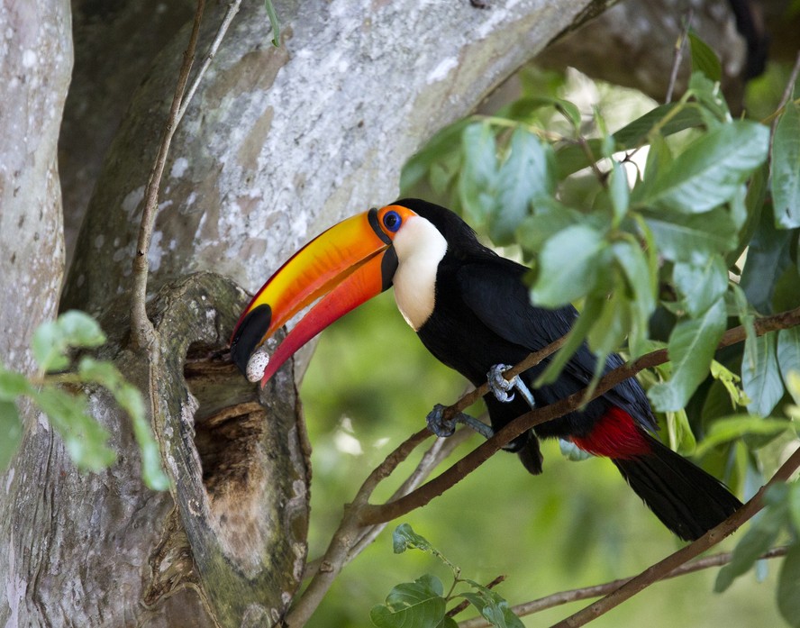 Ramphastos toco, nome científico dos tucanos significa 'ave de bico grande como uma espada (que faz seu ninho no oco/ toco'