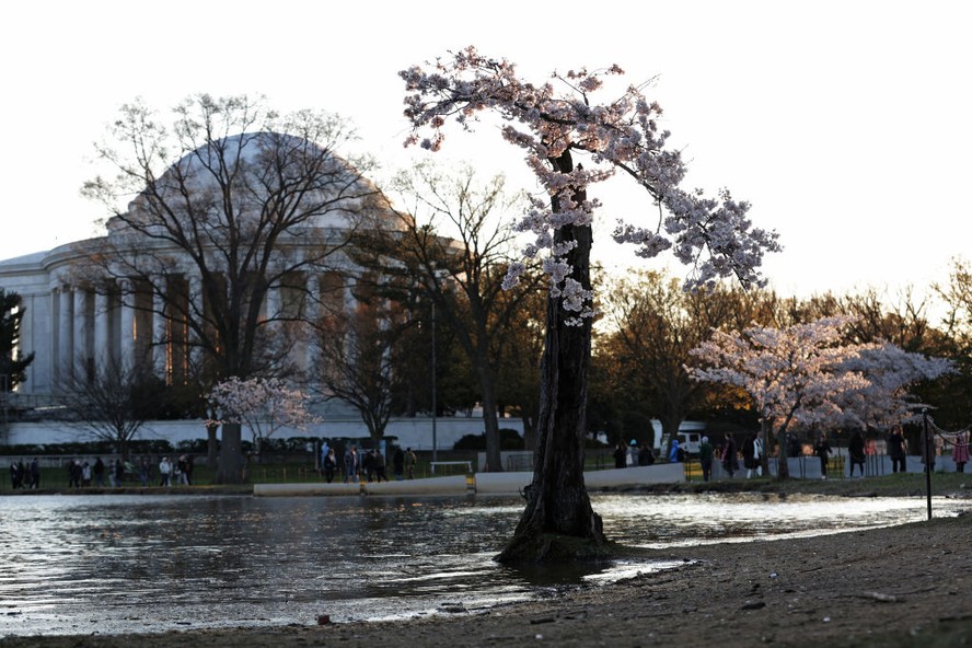 Crise climática faz cerejeiras de Washington florescerem antes do tempo