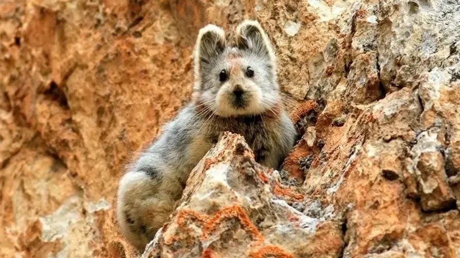 Pika, mamífero de apenas 20 cm, entra na lista de animais