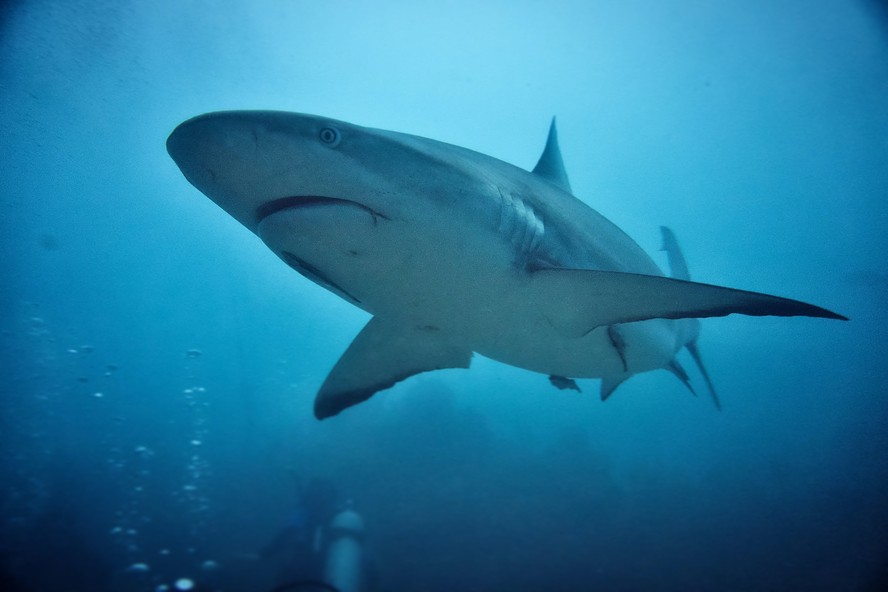 Aquecimento do oceano está mudando a maneira como os tubarões comem, respiram e se comportam, diz pesquisa