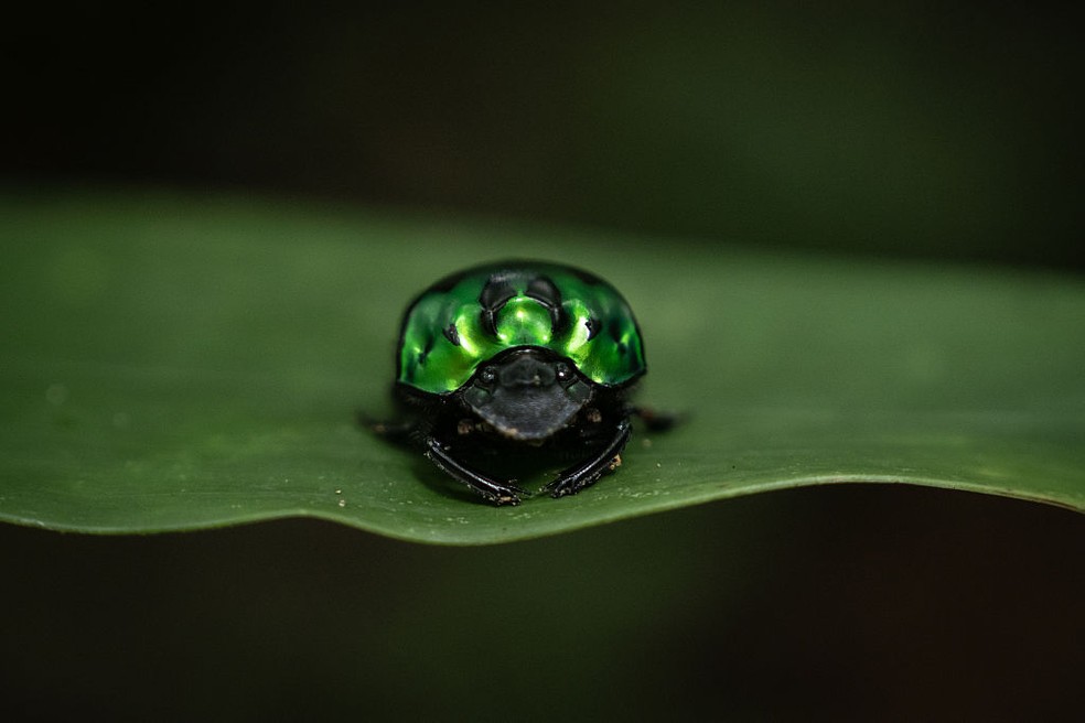 Besouro rola-bosta verde é visto sobre uma folha na floresta amazônica. — Foto: Ozge Elif Kizil/Anadolu via Getty Images