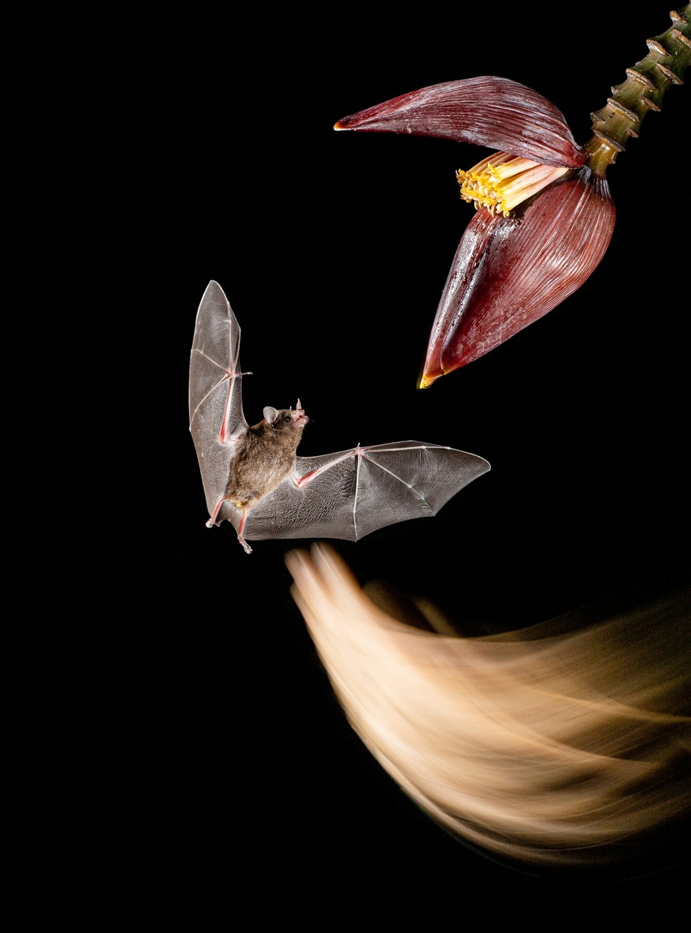 Morcego de aproximando de uma flor de bananeira — Foto: Unsplash/Birger Strahl