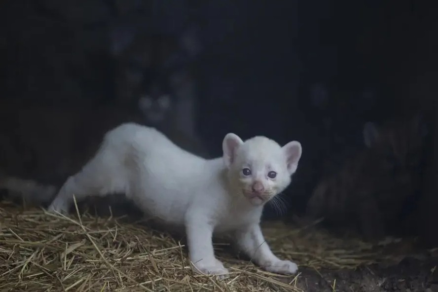 Onça-parda albina nascida na Nicarágua