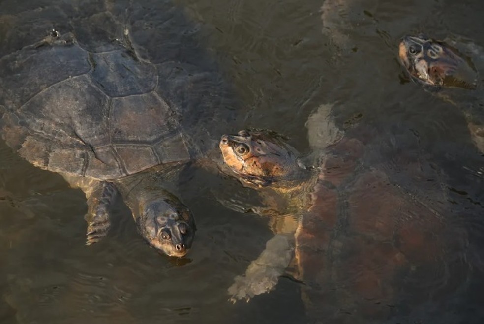 Na Comunidade da Coroca, nos arredores de Alter do Chão, no Pará, visitantes podem conhecer o criadouro de tartarugas-da-amazônia no Rio Arapiuns  — Foto: Felipe Mortara