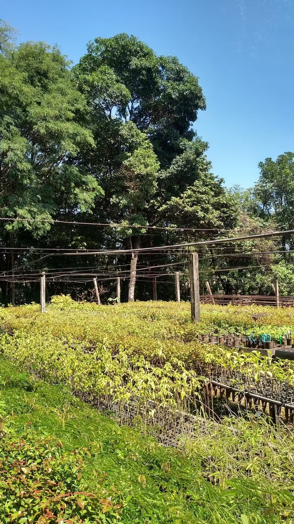 Viveiro de mudas arbóreas nativas da Mata Atlântica do Laboratório de Biodiversidade e Restauração de Ecossistemas da Universidade Estadual de Londrina. As pesquisas em laboratório tem se mostrado promissoras, mas o desafio agora é levar a nanotecnologia e as soluções baseadas na natureza para validação em condições reais de campo. — Foto: Foto cedida pelos autores
