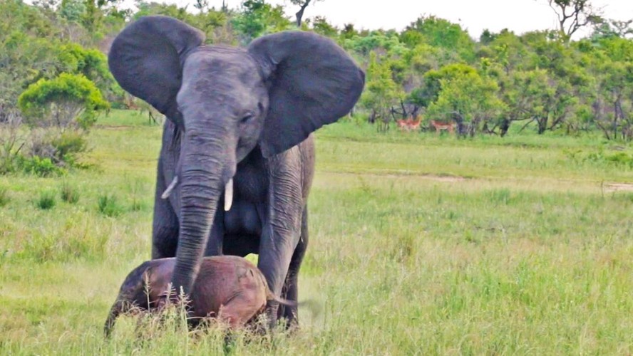 Elefanta ajuda seu filhote a levantar em safári africano