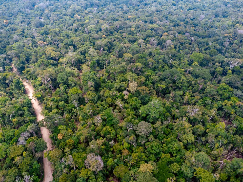 Floresta Nacional do Jamari, em Itapuã do Oeste, Rondônia: área de 19.134,19 hectares está sob os cuidados da Madeflona há 15 anos — Foto: Madeflona/FSC Brasil