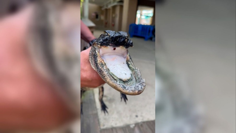 Crocodilo resgatado sem a mandíbula na Flórida vai morar na Gatorland — Foto: Gatorland