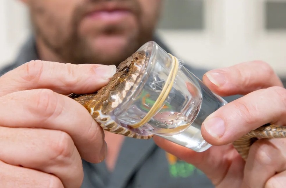 A cobra de trs presas sendo ordenhada por seu veneno  Foto: Divulgao Australian Reptile Park