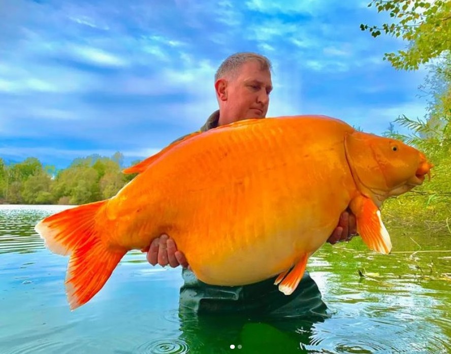 Andy Hackett e Carrot, um dos maiores 'peixes dourados' do mundo
