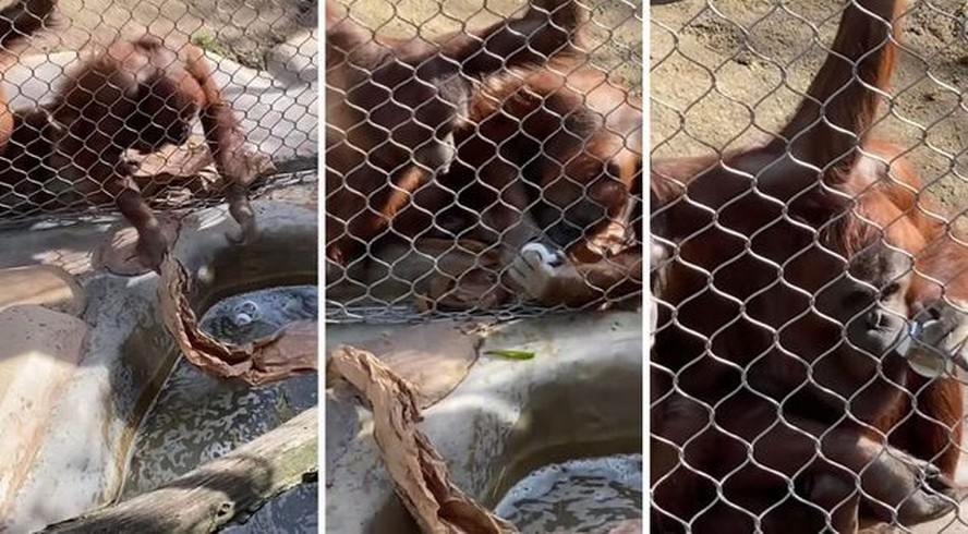 Orangotango usa saco de papel para resgatar mamadeira de criança que caiu na água, em zoológico em Los Angeles