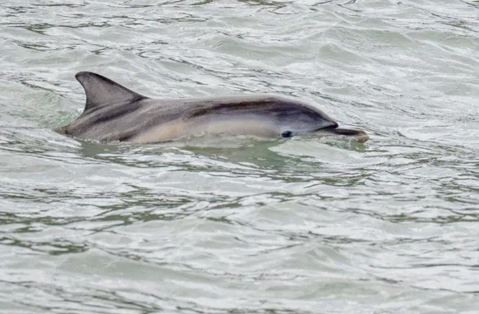 Golfinho demonstrou comportamento letárgico antes do resgate — Foto: Divulgação/Dolphin Spotting Trips