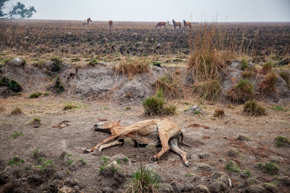 Animal morto pelo incêndio em Corrientes, Argentina — Foto: Anadolu Agency/Getty Images