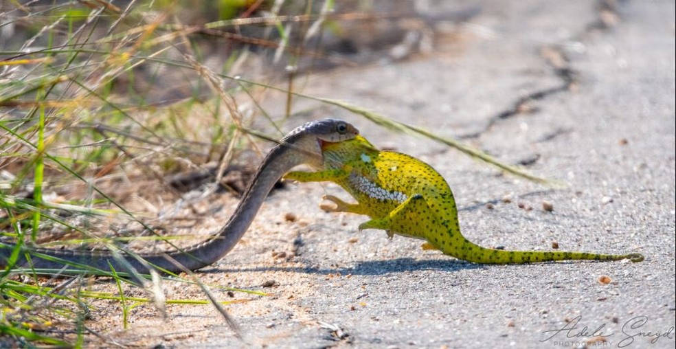 Camaleão foi presa de cobra em safári na África do Sul — Foto: Adele Sneyd