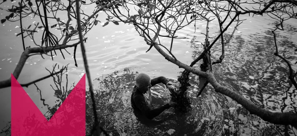 Catador de ostra, siri e caranguejo, no manguezal da restinga da Marambaia, em Barra de Guaratiba  — Foto: Hermes de Paula/Agência O Globo