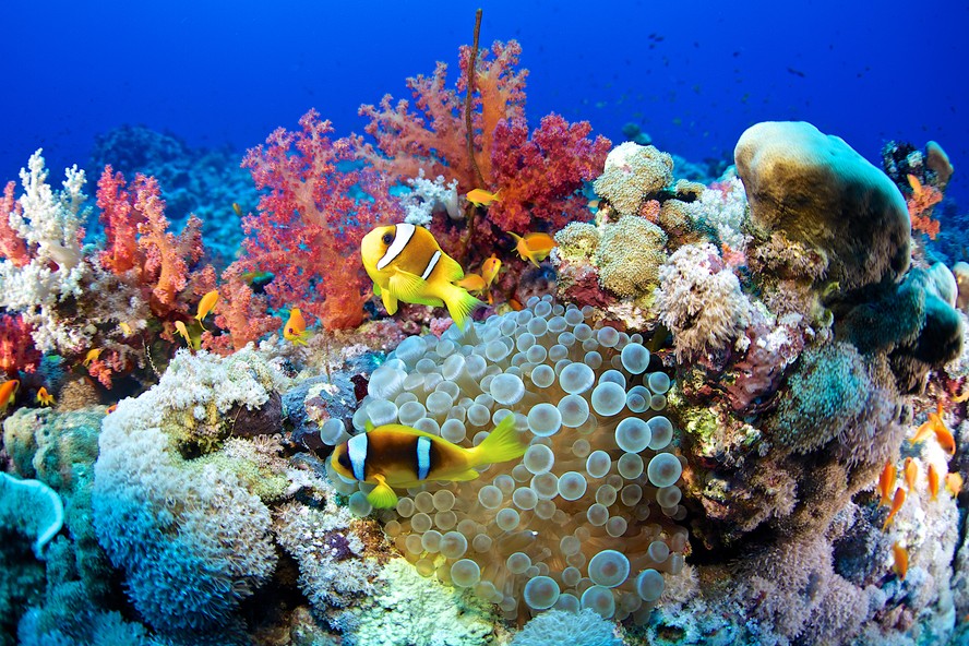 Sistema de coral brasileiro é um dos maiores do mundo; conheça