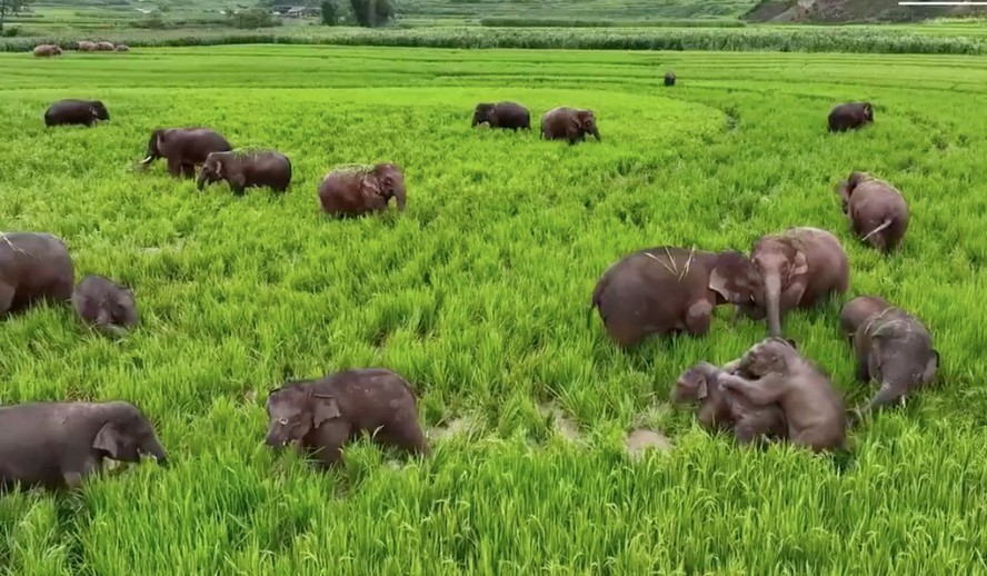 Elefantes desfrutam de banquete em plantação de arroz na China