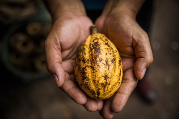 Produtor de cacau segurando fruto nas mãos — Foto: Getty Images