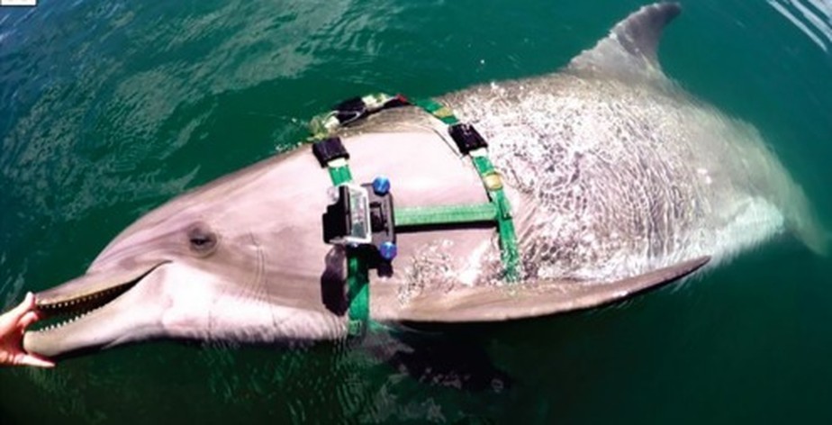 Golfinho com câmera acoplada ao corpo para registrar caça no fundo do mar.
