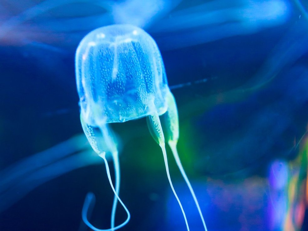  — Foto: boxjellyfish.org