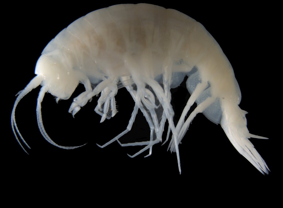 Apotectonia senckenbergae. — Foto: Senckenberg Ocean Species Alliance