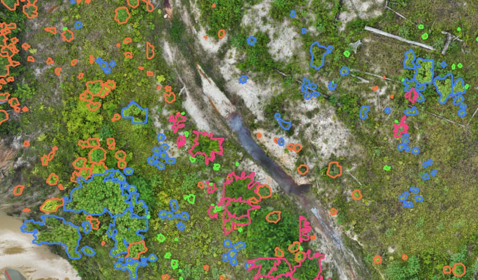 Tela da AI Suite, produto da startup Morfo que permite identificar e monitorar espécies de árvores em projetos de regeneração florestal. — Foto: Divulgação