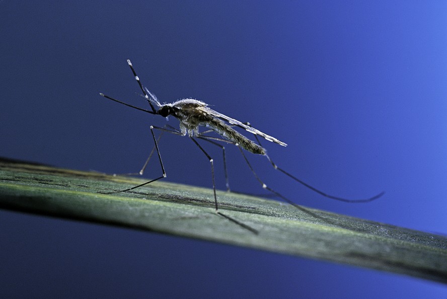 Anopheles maculipennis, mosquito transmissor da Malária, doença que tem aumentado nas regiões Norte e Nordeste do Brasil